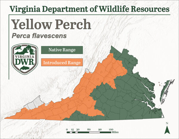 La carte de l'aire de répartition de la perche jaune montre qu'elle est présente dans tout l'État.