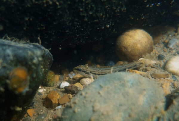 Un Ashy Darter chez lui au fond du ruisseau. Photo : ©Maddie Cogar - DWR