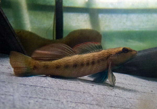 Vue latérale de près du dard cendré dans un aquarium.