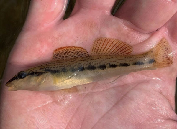 Une image de l'Ashy Darter