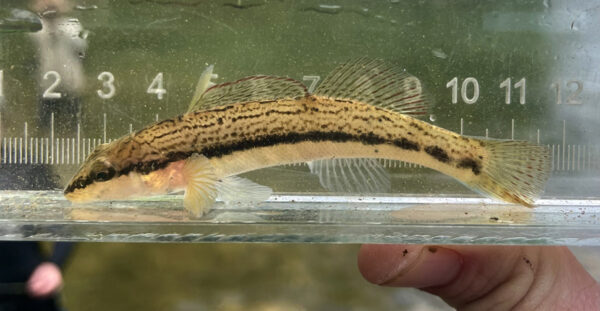 Un dard cendré observé dans un petit aquarium.