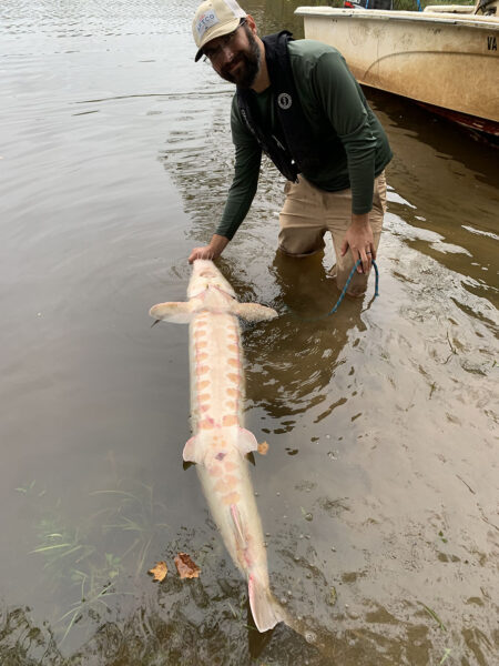 Un homme dans l'eau jusqu'aux genoux tenant un esturgeon par le visage et le poisson sur le dos montrant son ventre crème avec deux taches rouges linéaires le long de l'estomac.
