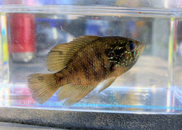 Image d'un crapet-soleil à bandes