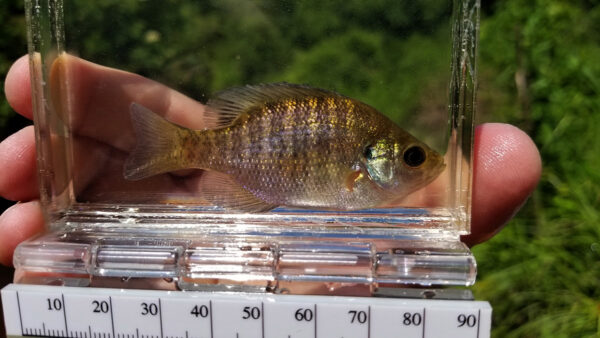 Une image de Bluegill