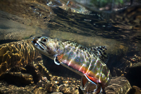 Un omble de fontaine aux couleurs vives, dont le ventre orange est clairement visible.
