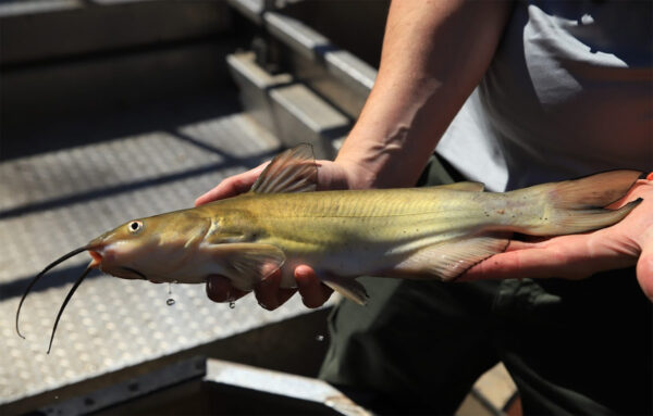 Image de la barbue de rivière