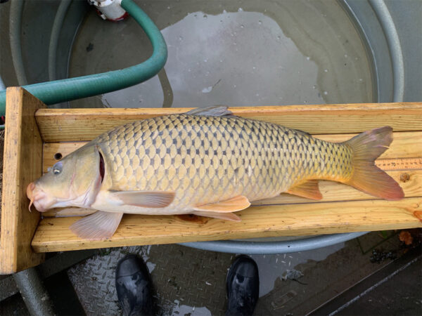 Une carpe beige commune dans une boîte de mesure en bois.
