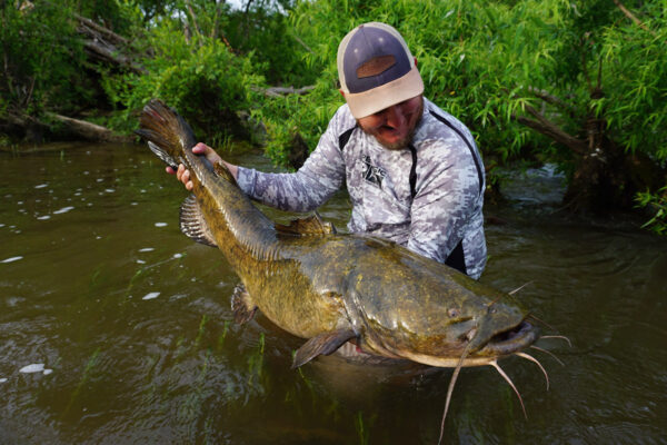 Image du poisson-chat à tête plate
