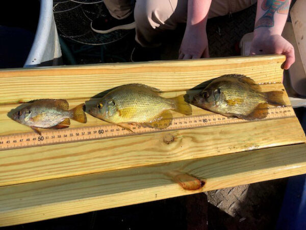 Image de trois mouches d'âges différents collectées lors des enquêtes.