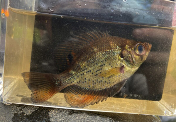 Image d'un prospectus à l'intérieur d'un réservoir d'attente à des fins d'identification