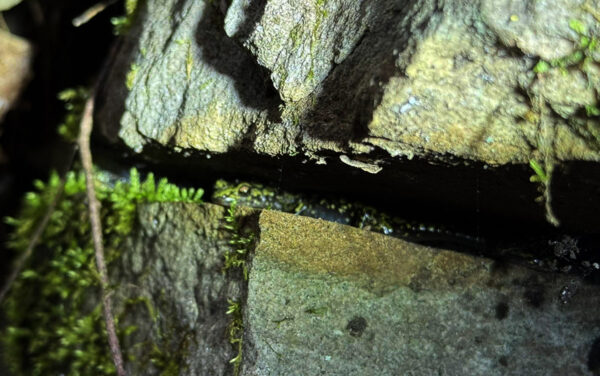 Une salamandre verte se camouflant parmi la mousse dans une crevasse rocheuse. Photo prise par ©Aaron Mazuelos
