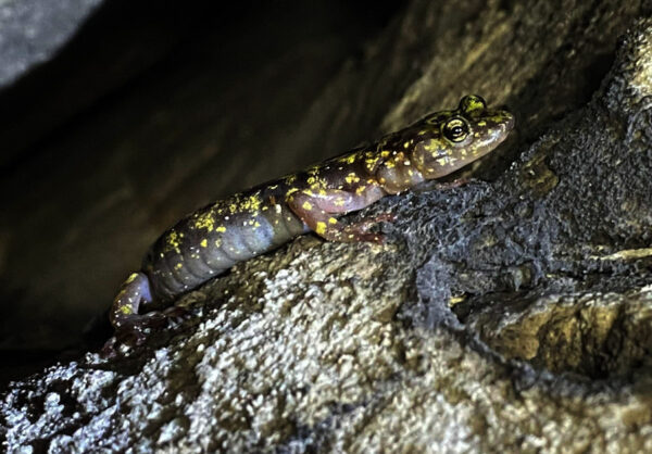 Une image de la salamandre verte