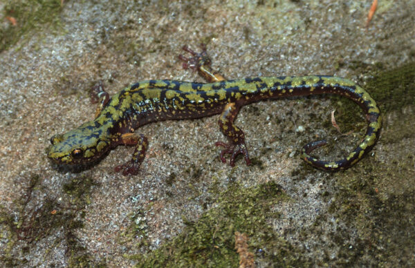 Une salamandre verte reposant sur un rocher.