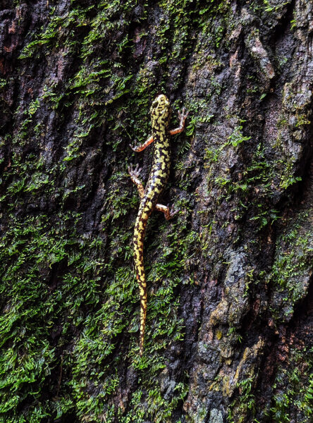 Une salamandre verte escaladant l'écorce moussue d'un arbre. Photo prise par ©Myles Masterson