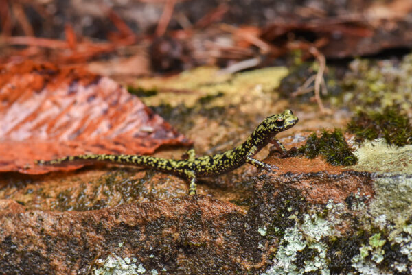 Salamandre verte à la recherche de proies faciles parmi les feuilles et la mousse.