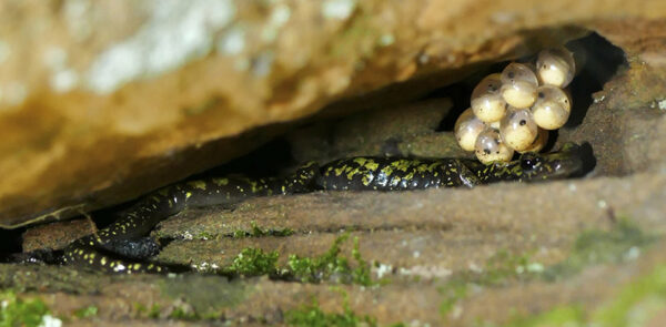 Un couple reproducteur de salamandres vertes et leurs œufs. Photo prise par l'©, Wally Smith