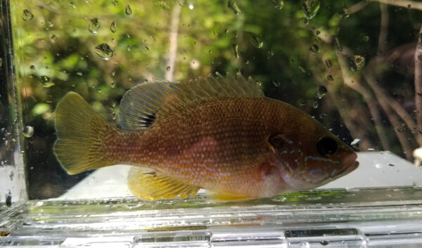 Image d'un poisson-lune vert dont le corps jaune-orange et les nageoires vert pâle sont clairement visibles.