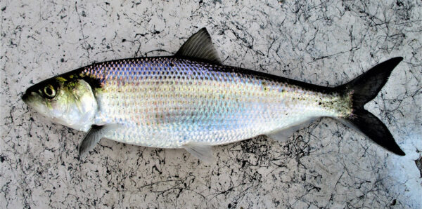 Un Hickory Shad adulte. ©Tim Aldridge