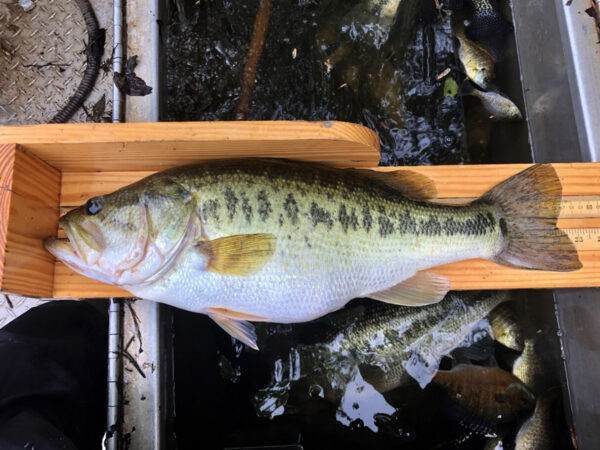 Image de l'achigan à grande bouche