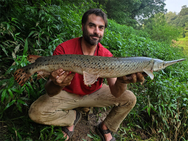 Une image du lépisosté à long nez