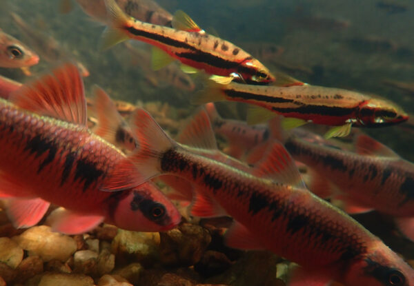 Photo sous-marine de près du ventre rouge de montagne.