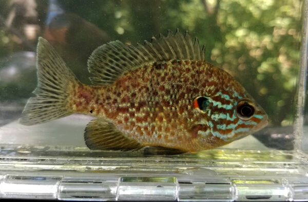 Une image de Pumpkinseed