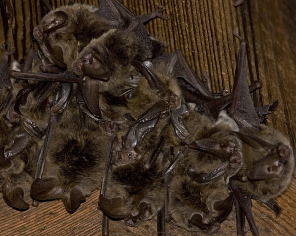 Un groupe de chauves-souris à grandes oreilles de Rafinesque. Photo par ©Ken Conger - DWR