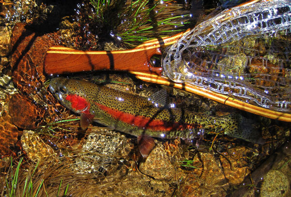 Image de la truite arc-en-ciel