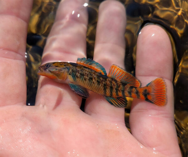 Image du dard arc-en-ciel