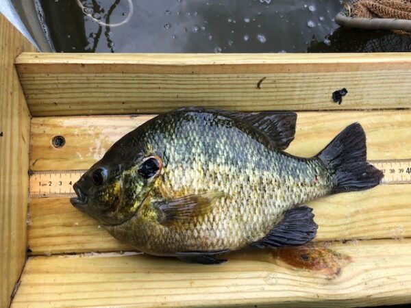 Un sébaste sur une planche de mesure