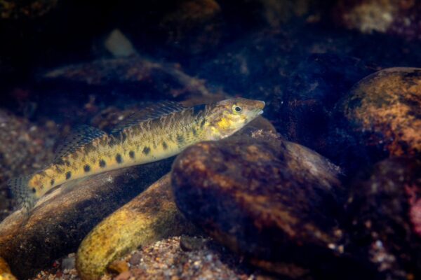 Une image de Roanoke Logperch