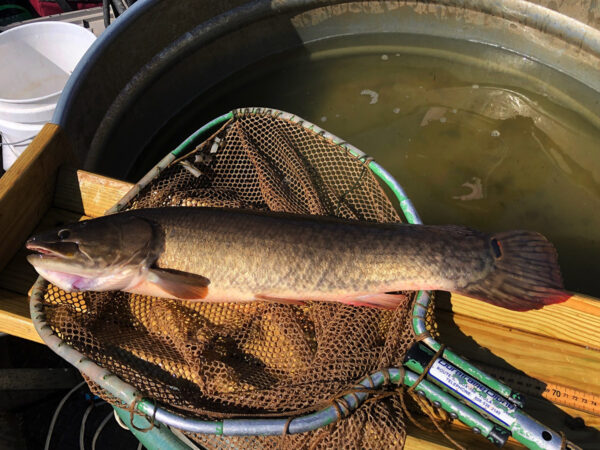 Une image de la bavette