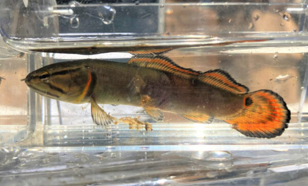 Un juvénile de Bouvier roux. ©Madison Cogar - DWR