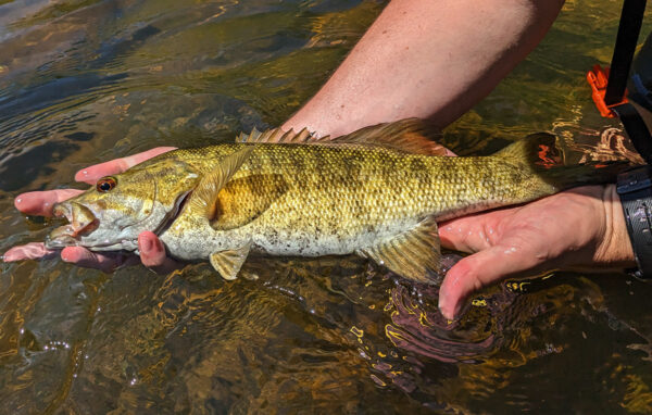Image d'un achigan à petite bouche avant le frai pour montrer la coloration de la reproduction.