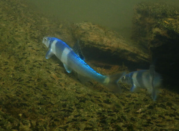 Une image du Spotfin Chub