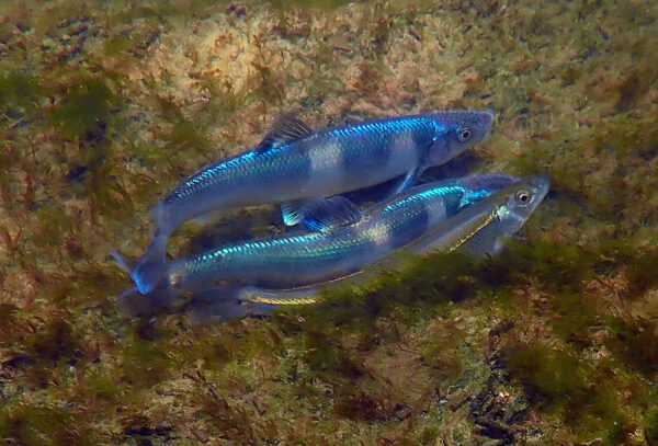 Photo rapprochée de poissons appelés « Nuptial Spotfin Chubs ».