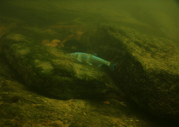 Un chub à nageoires tachetées explore la zone benthique à la recherche de nourriture.