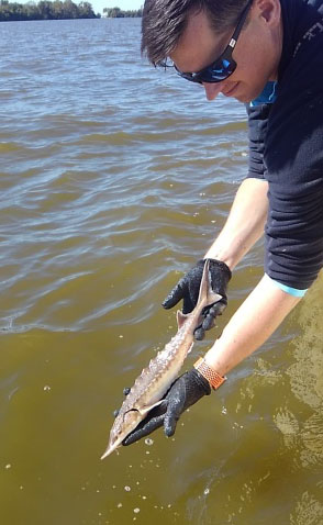 Homme tenant un petit esturgeon de l'Atlantique juvénile, d'environ un pied de long, juste au-dessus de la surface de l'eau.