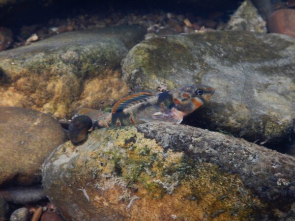 Un fouille-roche gris perché sur un galet