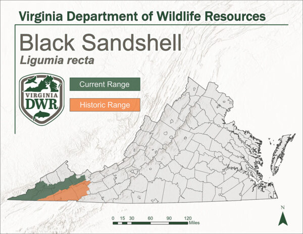 Une carte de la Virginie montrant l'aire de répartition actuelle et historique du sandshell noir. Ils résident et ont résidé dans l'ouest de l'État.