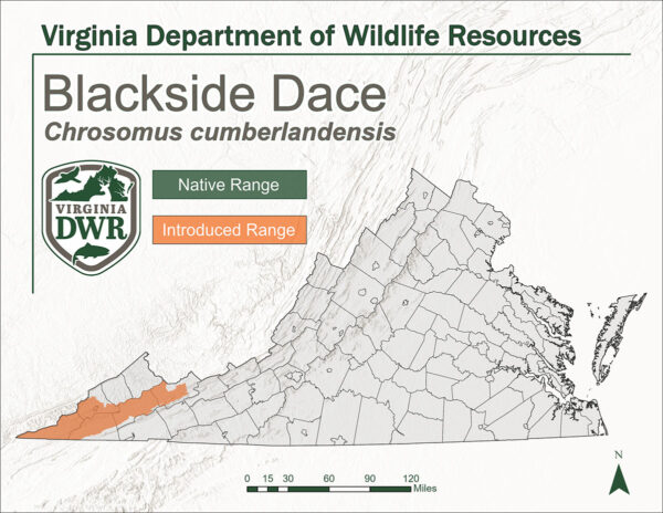 Carte de Virginie indiquant l'habitat du vairon à flanc noir. Aucune aire de répartition naturelle, introduit à l'extrême sud-ouest de l'État.