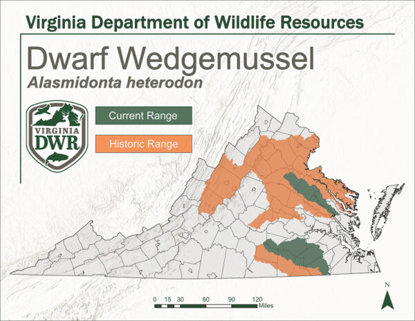 Carte de la Virginie indiquant l'habitat du Dwarf Wedgemussel. La chaîne historique s'étendait dans le nord et dans certaines parties du centre et du centre-ouest de la région montagneuse. La zone d'influence de Current s'est réduite et se limite désormais à l'extrême sud et légèrement au nord du centre, vers la baie.