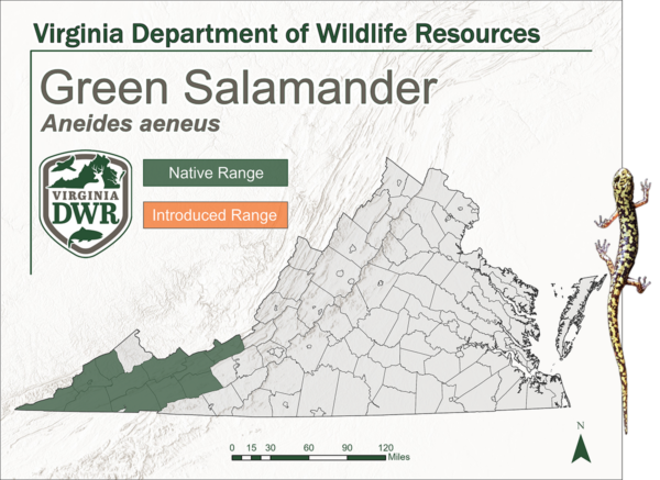 Aire de répartition naturelle de la salamandre verte - Extrémité occidentale de la Virginia.