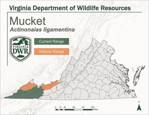 Distribution de Mucket en Virginie