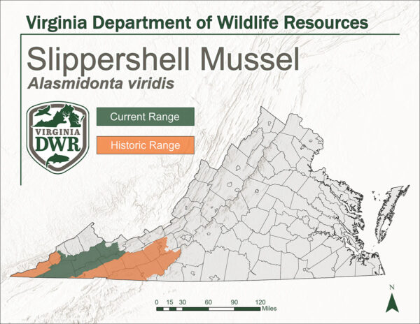 Carte de la Virginie indiquant l'aire de répartition actuelle et historique de la moule Slippershell. Les deux chaînes se trouvent à l'extrême ouest de l'État.