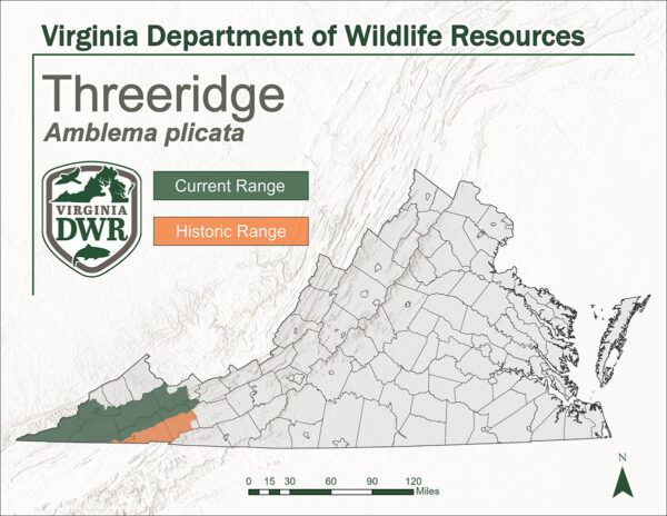 Carte de la Virginia indiquant l'aire de répartition actuelle et historique du Threeridge. Il montre les deux zones à l'extrémité ouest de la Virginia.