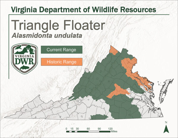 Carte de la Virginie indiquant l'aire de répartition actuelle et historique du Triangle Floater. Il indique que l'aire de répartition historique se situe dans le centre et le nord de la Virginie, et que l'aire de répartition actuelle couvre toute la Virginie centrale et atteint la majeure partie de la chaîne de montagnes nord-centrale.