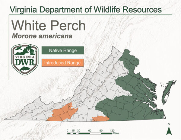 Carte de la Virginie indiquant les zones où se trouve la perche blanche. Il est originaire du centre et de l'est de l'État et a été introduit dans certaines parties du centre-sud et de l'ouest de l'État.