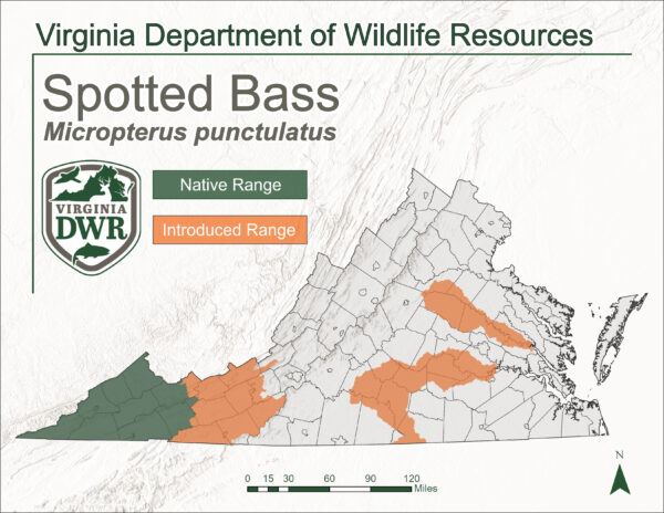 Une carte indiquant l'aire de répartition du bar tacheté en Virginia.