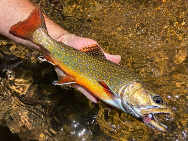 Une truite mouchetée capturée à la mouche sèche